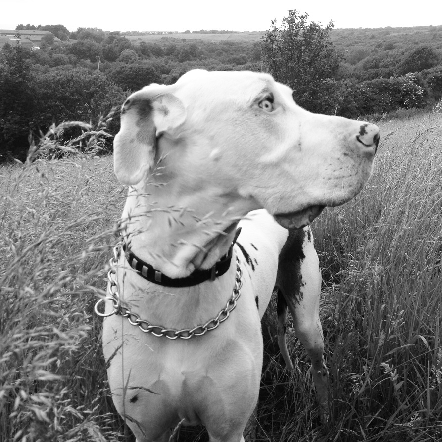 Dog Walking Brighton The Happy Dog Company