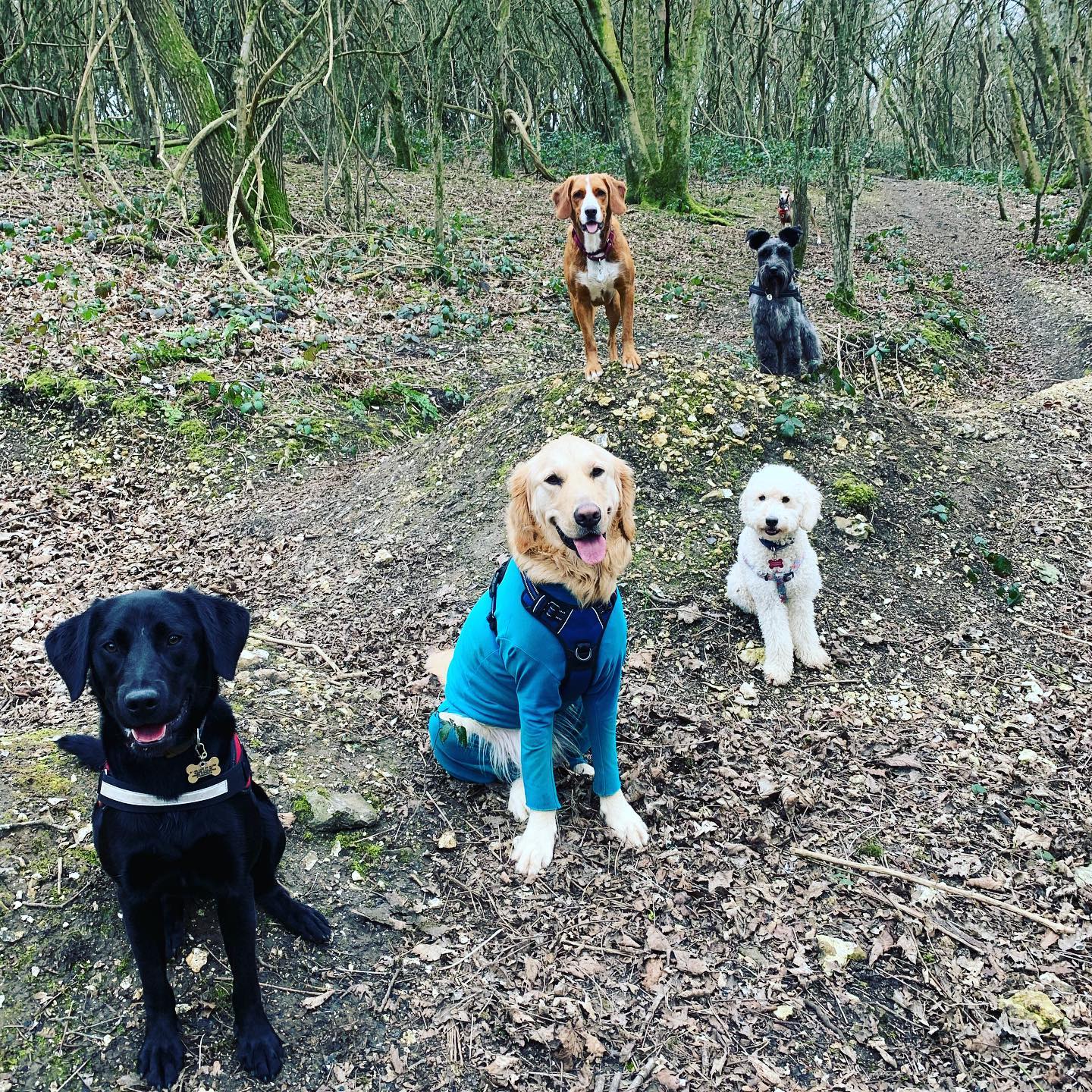 Dog Walking Brighton The Happy Dog Company